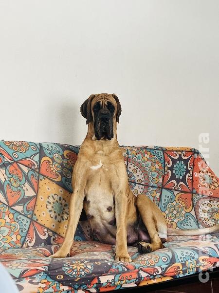 Dogue Alemão Tigrado Macho Dogue Alemão 