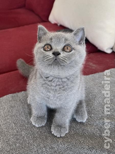 British Shorthair fêmea British Shorthair 
