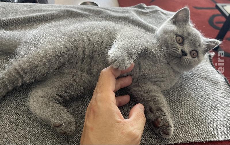 British Shorthair fêmea British Shorthair 