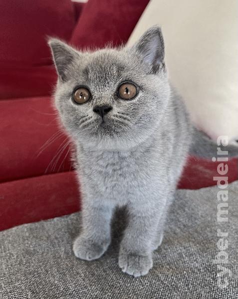 British Shorthair fêmea British Shorthair 
