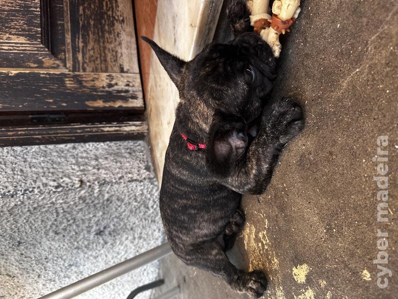 Buldogue 