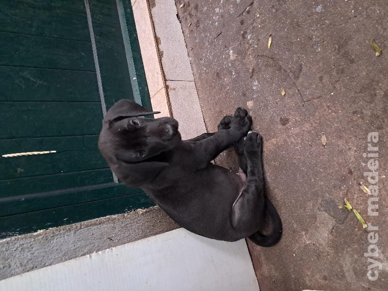 Dogue alemão Dogue Alemão 