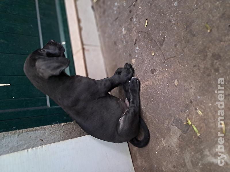 Dogue alemão Dogue Alemão 