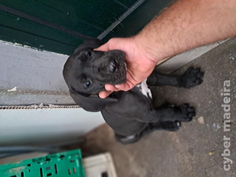 Dogue alemão Dogue Alemão 