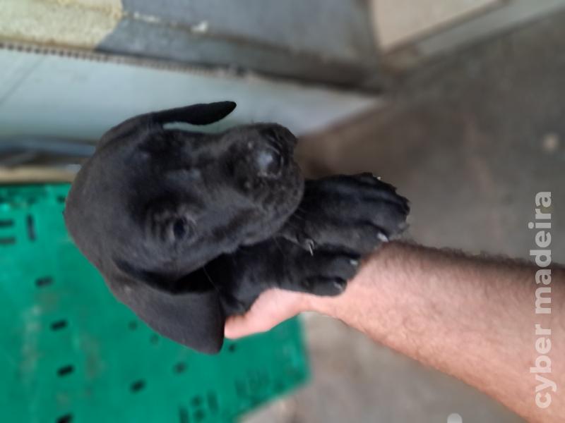 Dogue alemão Dogue Alemão 