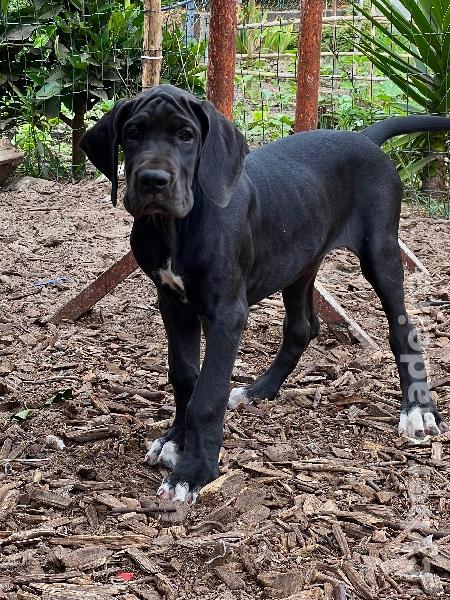 Dogue Alemão preto de Arlequim Fêmea Dogue Alemão 