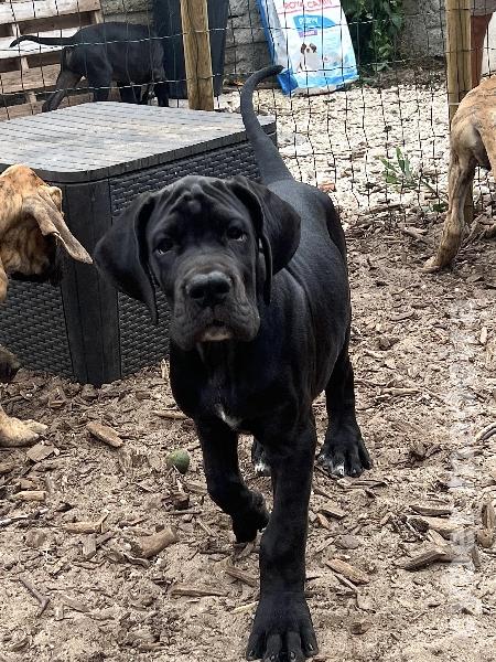 Dogue Alemão preto de Arlequim Fêmea Dogue Alemão 