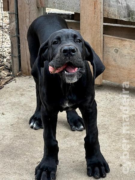 Dogue Alemão preto de Arlequim Fêmea Dogue Alemão 