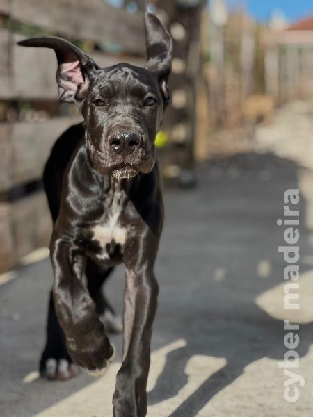 Dogue Alemão preto de Arlequim Fêmea Dogue Alemão