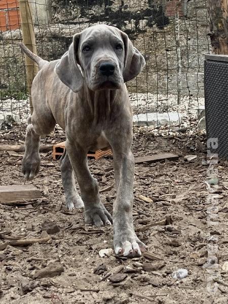 Dogue alemão Isabela Fêmea Dogue Alemão 