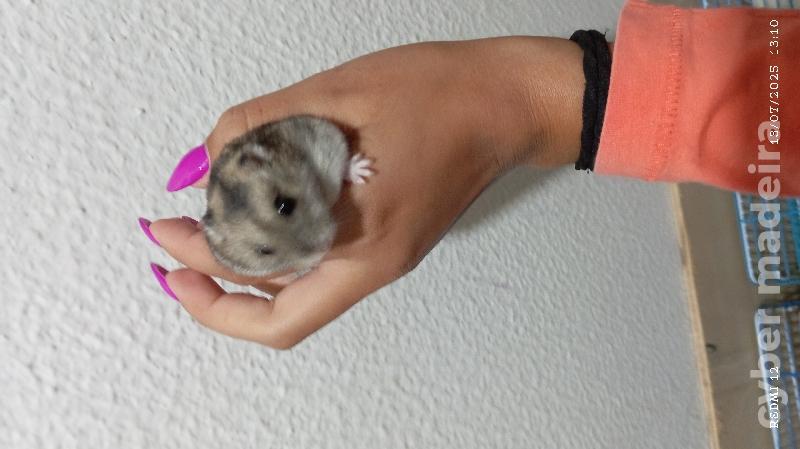 Estou a dar hamsters 