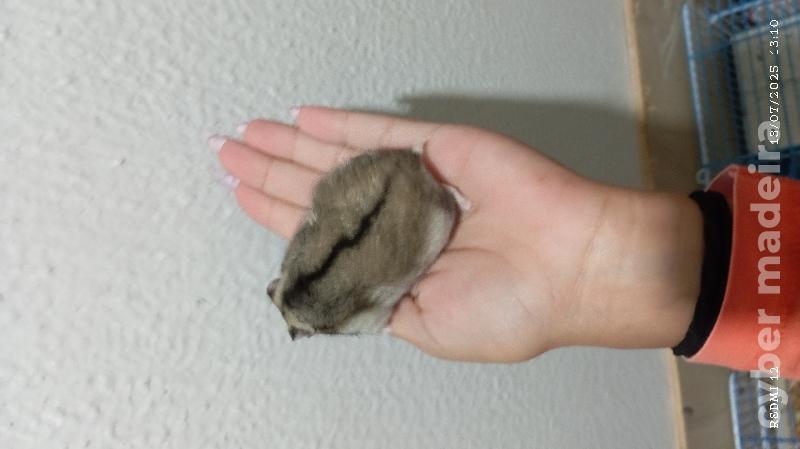 Estou a dar hamsters 