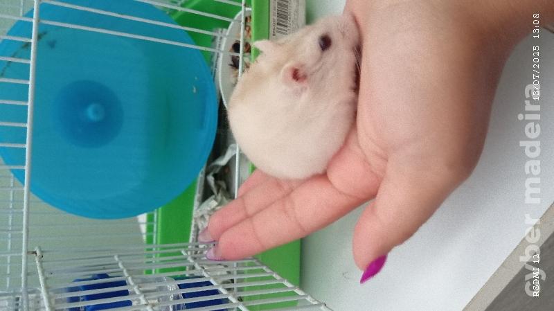 Estou a dar hamsters 