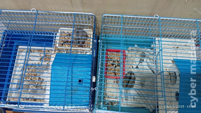 Estou a dar hamsters 