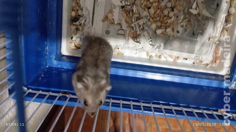 Estou a dar hamsters 