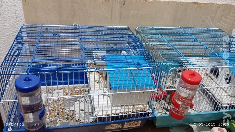 Estou a dar hamsters 