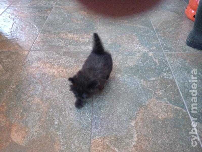 Gatos persa disponíveis Persa 