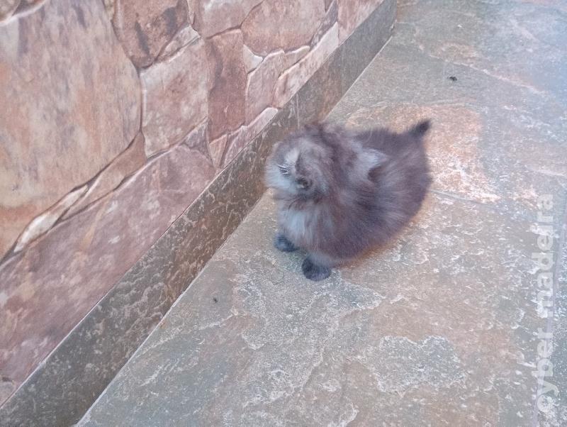 Gatos persa disponíveis Persa 