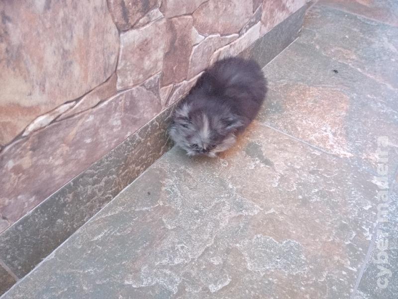 Gatos persa disponíveis Persa 