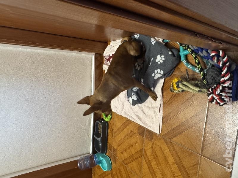 Cão pincher Pincher 