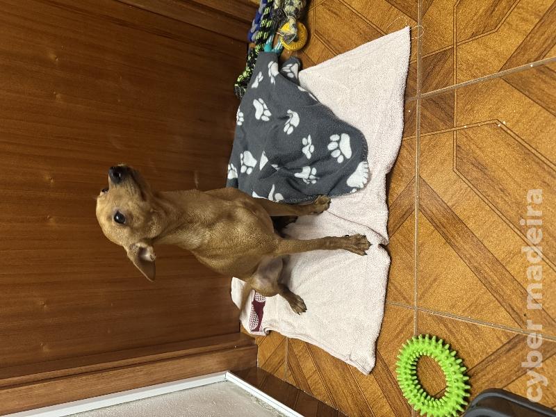 Cão pincher Pincher 