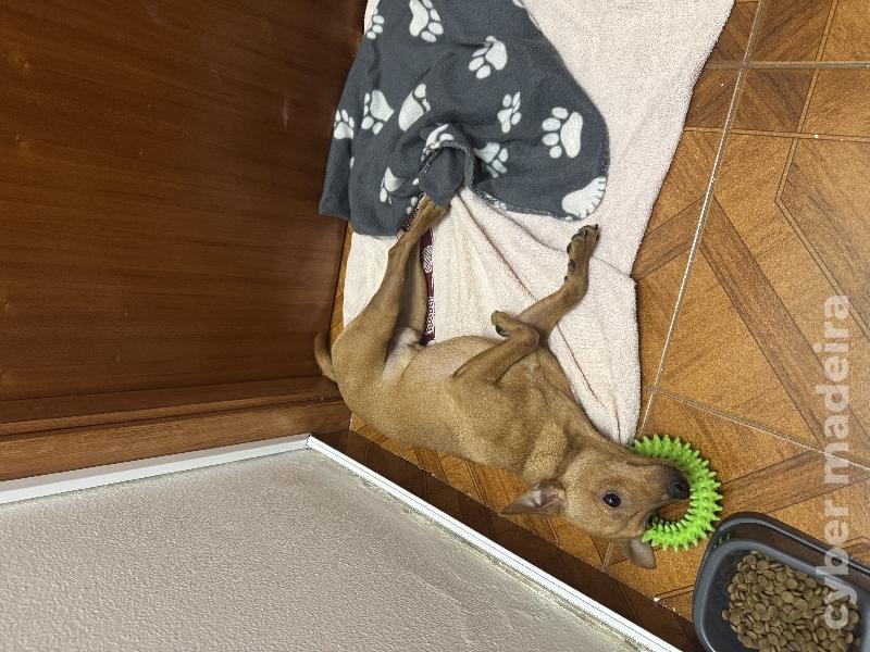 Cão pincher Pincher 