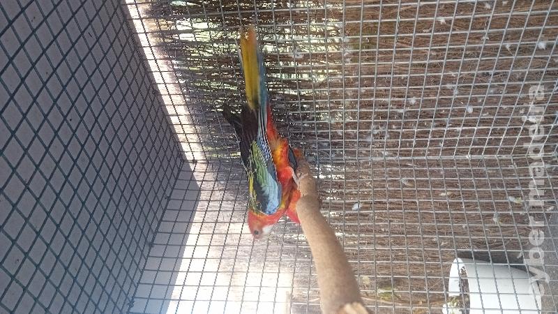 Cedo roselas Outros 