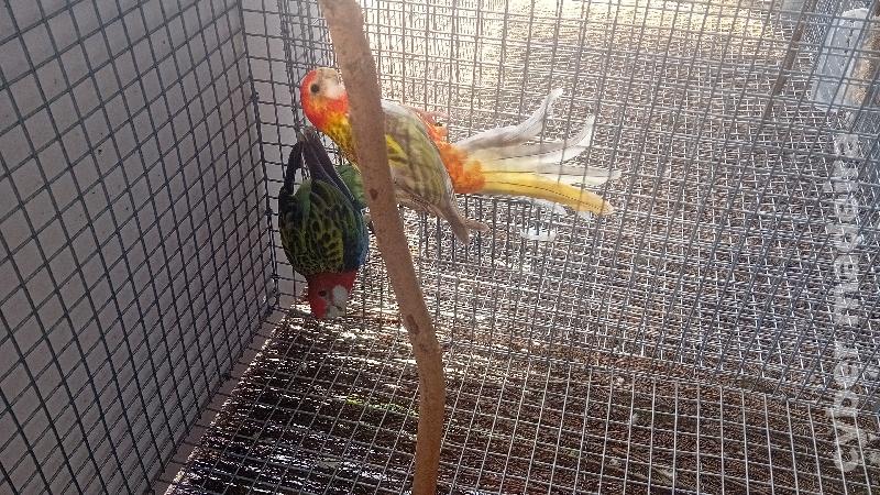 Cedo roselas Outros 