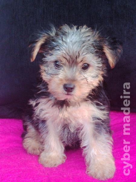 Yorkshire Terrier 2 Meses Yorkshire 