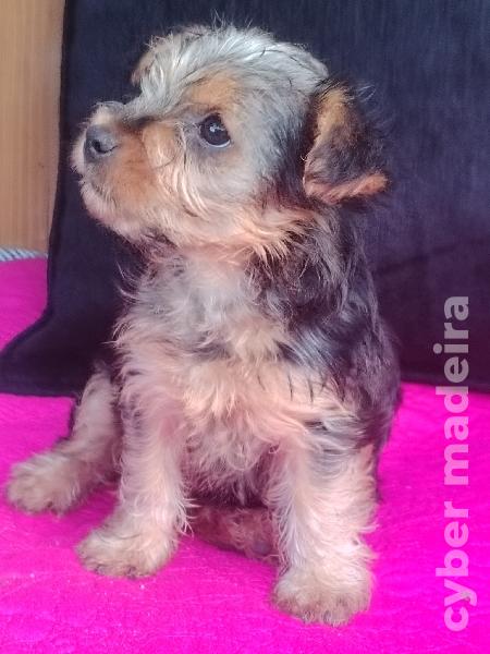 Yorkshire Terrier 2 Meses Yorkshire 