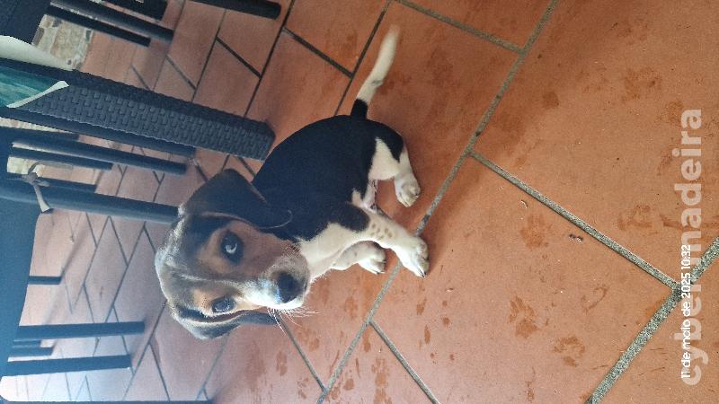Beagle Beagle 