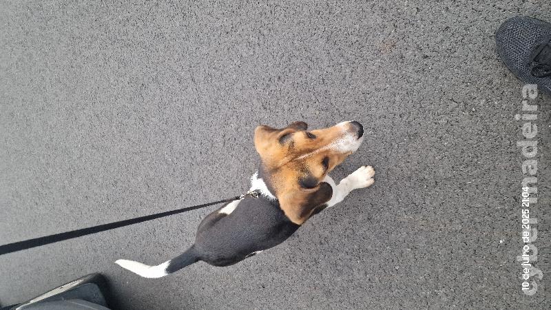 Beagle Beagle 