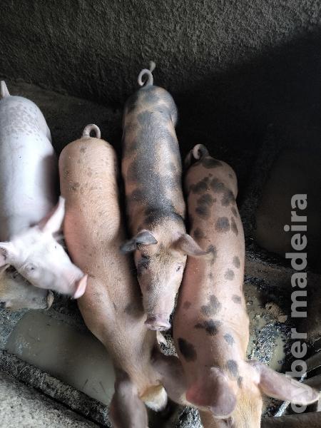 Procuram novos donos