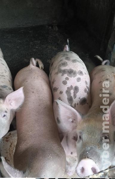 Procuram novos donos