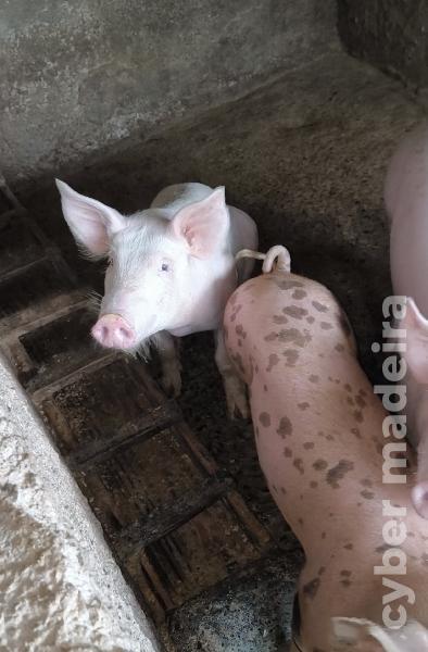 Procuram novos donos