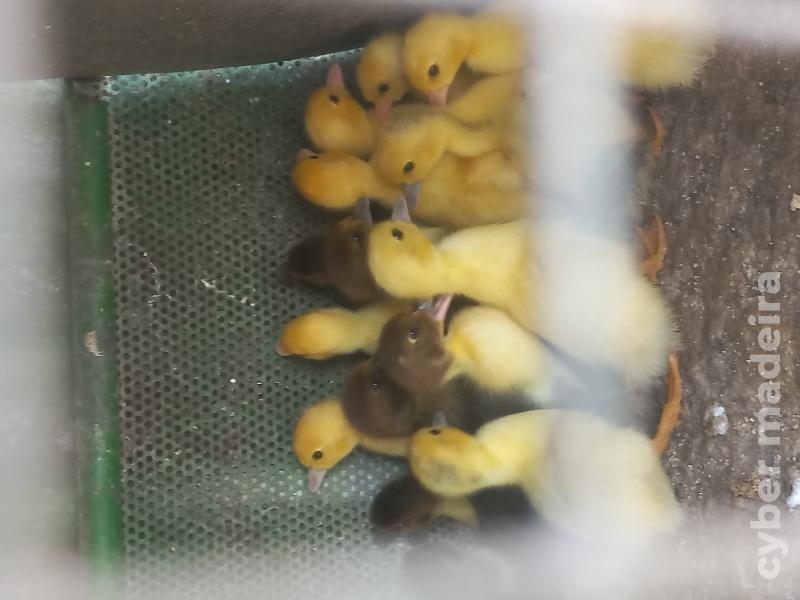 Patos 