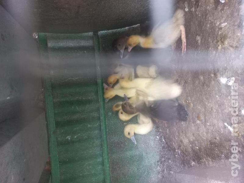Patos 
