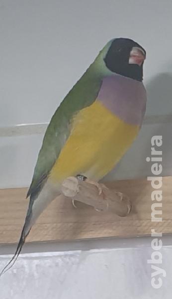Casal Diamante de Gould 