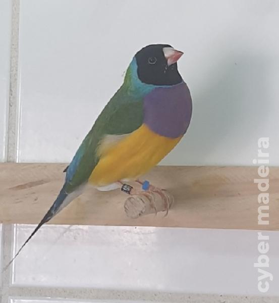 Casal Diamante de Gould 