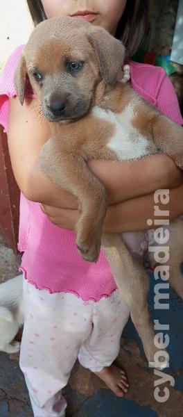 Caes a doar Outros 