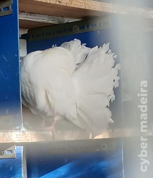 Cedência casais de pombos