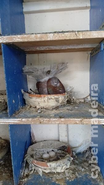 Cedência casais de pombos