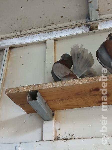 Cedência casais de pombos
