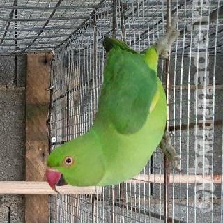 Casal ring necks verdes
