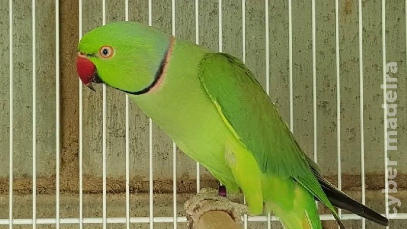Casal ring necks verdes