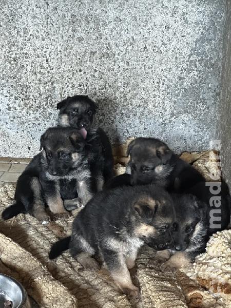 Vendo Pastores Alemães Pastor Alemão