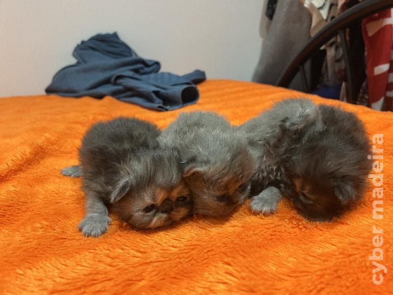 Vendo gatos persa Persa