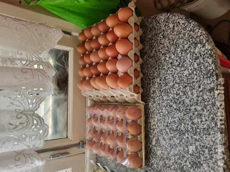 Ovos caseiros para venda