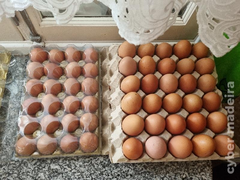 Ovos caseiros para venda