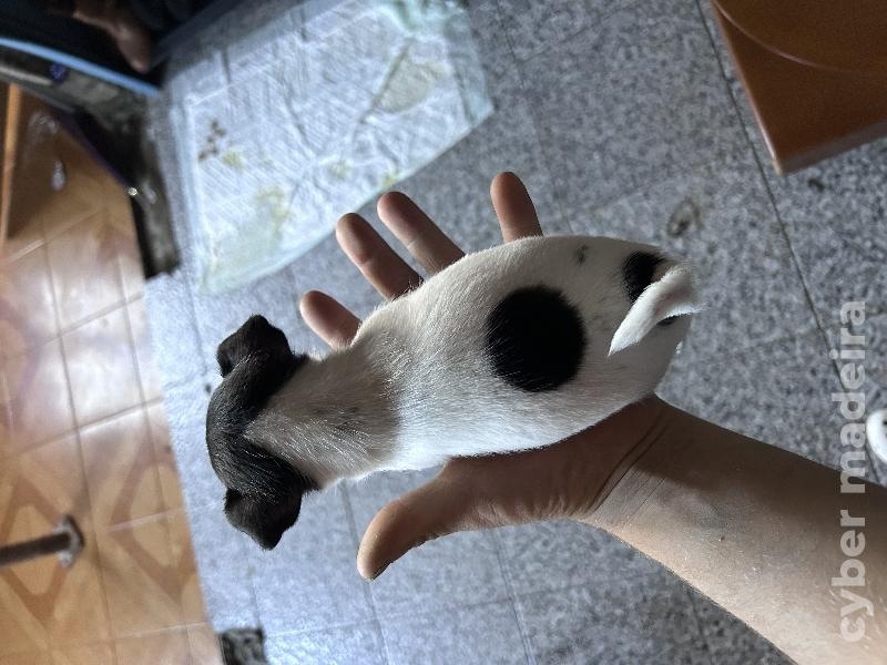 Vendo chihuahua fêmea com dois meses Chihuahua